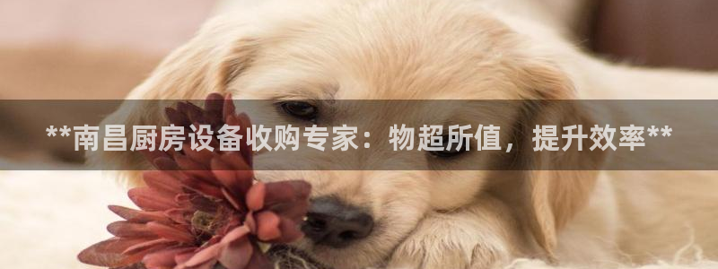 尊龙网址苹果版下载