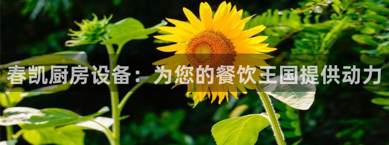 尊龙t500和t300区别：春凯厨房设备：为您的餐饮王国提供