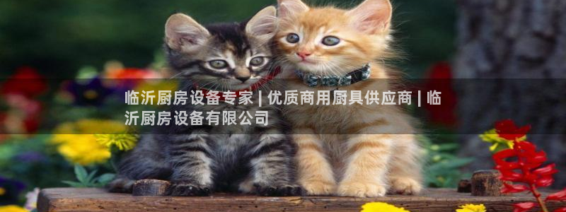 凯时国际app首页：临沂厨房设备专家 | 优质商用厨具供应商