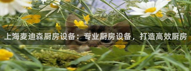凯时尊龙平台登录：上海麦
